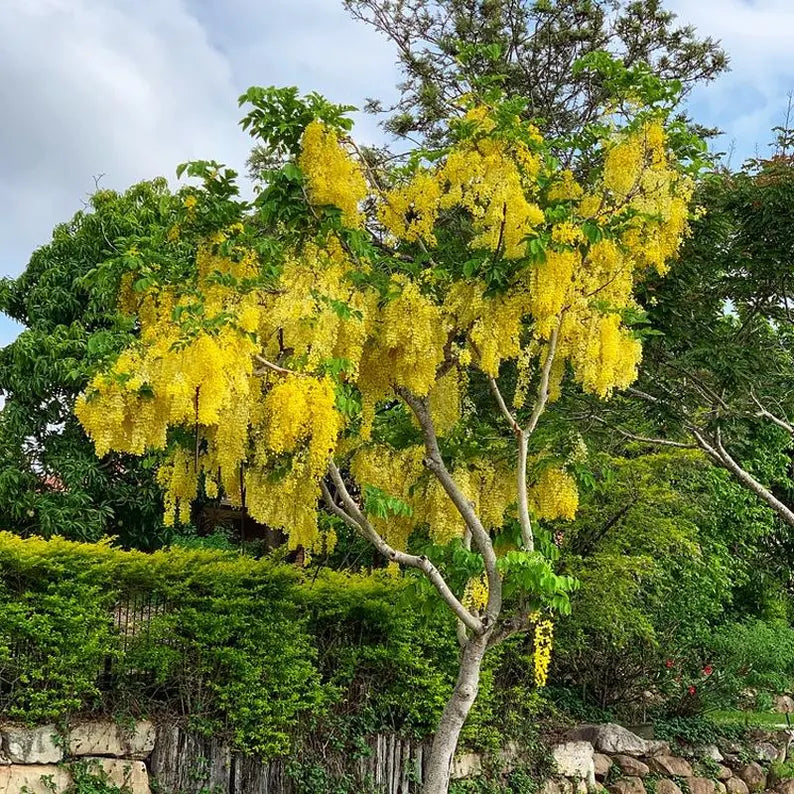 Cassia fistula (Golden Rain Tree) Tree , Medium-Sized, Beautiful, Showy Golden Flowers, Drought-Tolerant, Low Maintenance