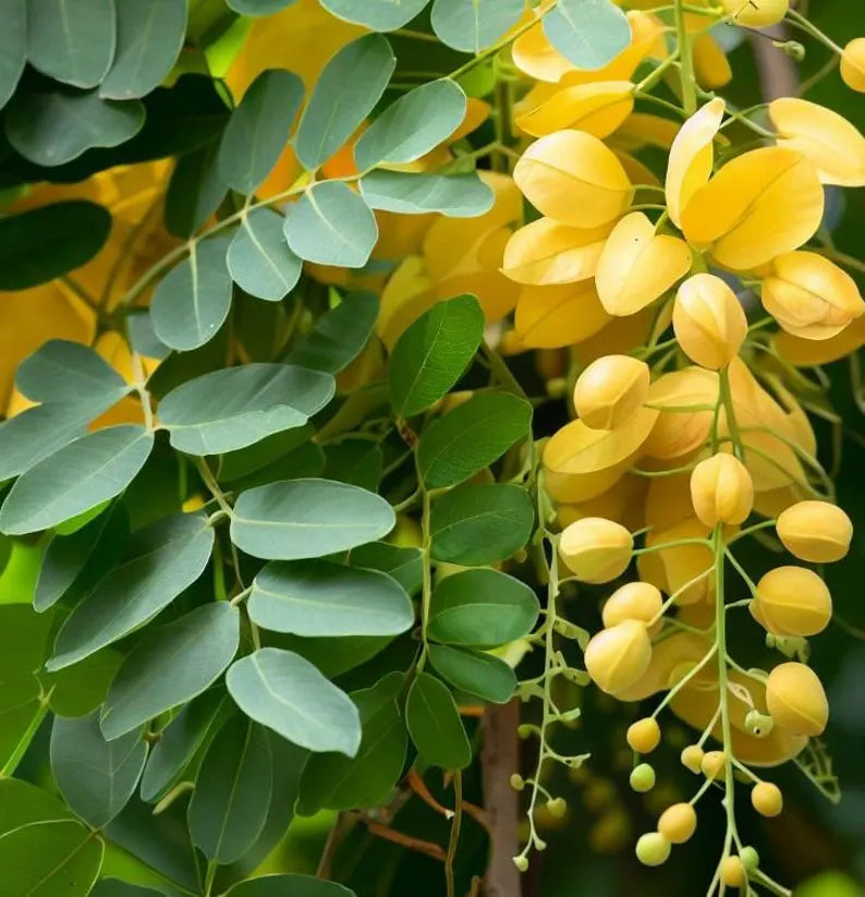 Cassia fistula (Golden Rain Tree) Tree , Medium-Sized, Beautiful, Showy Golden Flowers, Drought-Tolerant, Low Maintenance