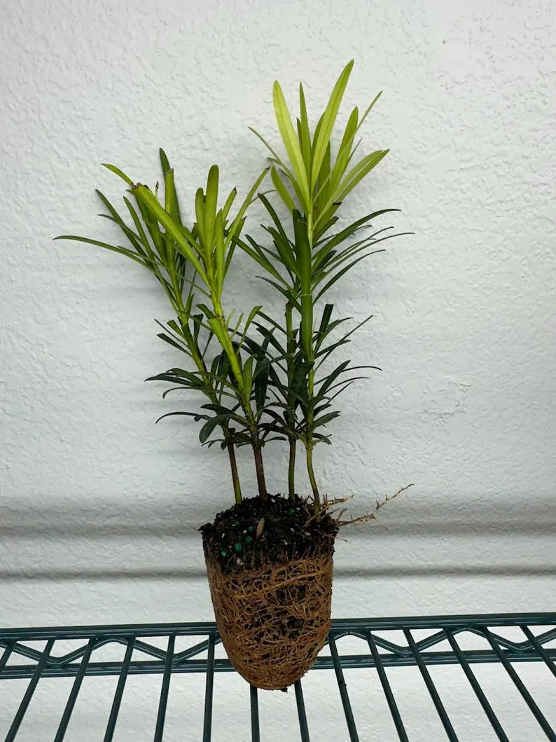 Podocarpus Macrophyllus Plant | Evergreen Shrub