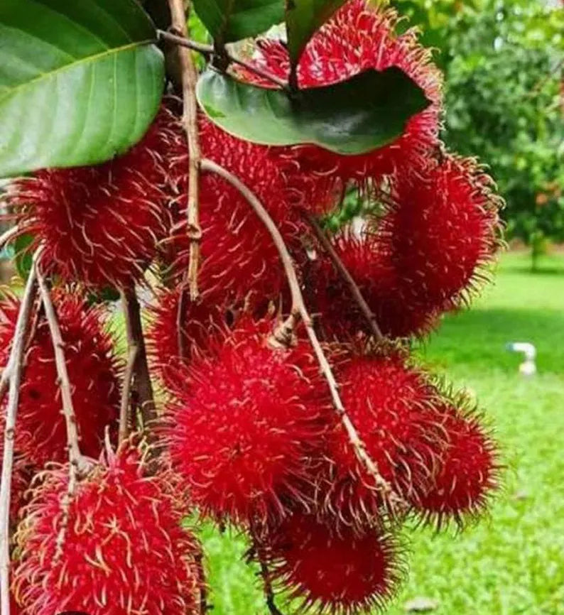 Live Rambutan Tree, Exotic Tropical Fruit Seedling, Organic Mamoncillo Chino