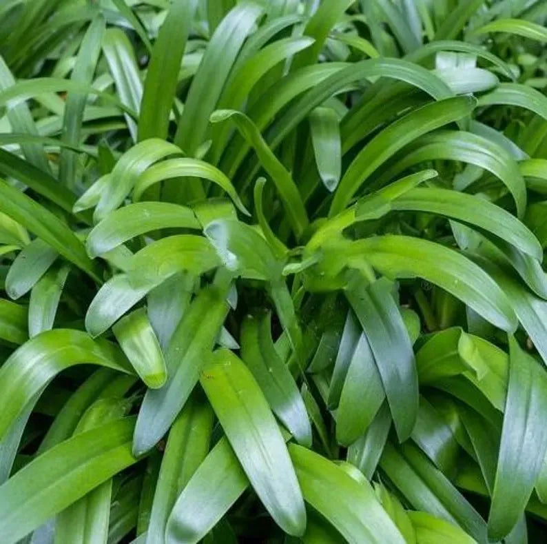 Live Blue Agapanthus Plant African Lily Hardy Perennial Flower Plant Lily of the Nile Seedling 5-6"Tall