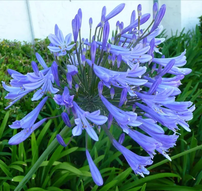 Live Blue Agapanthus Plant African Lily Hardy Perennial Flower Plant Lily of the Nile Seedling 5-6"Tall