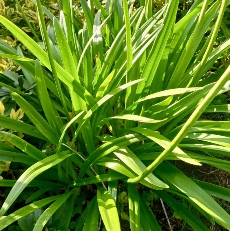 Live Blue Agapanthus Plant African Lily Hardy Perennial Flower Plant Lily of the Nile Seedling 5-6"Tall