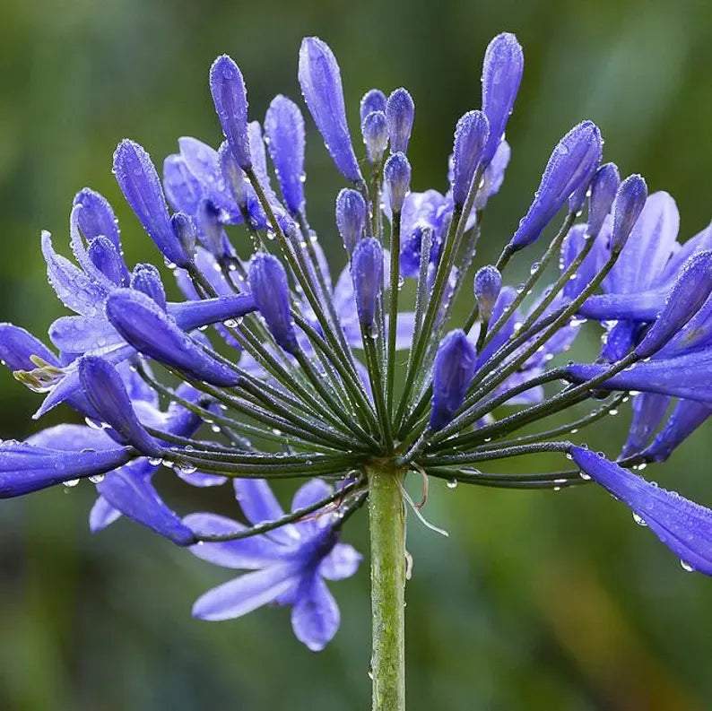 Live Blue Agapanthus Plant African Lily Hardy Perennial Flower Plant Lily of the Nile Seedling 5-6"Tall