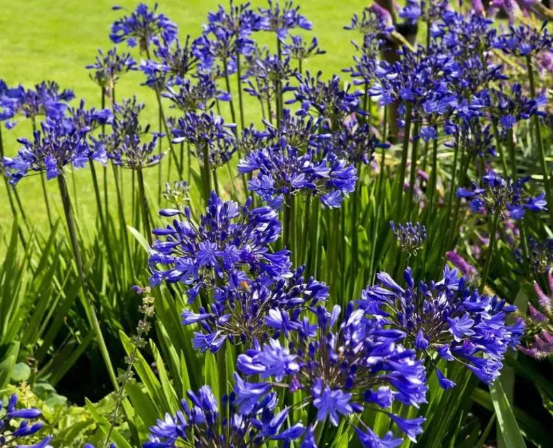 Live Blue Agapanthus Plant African Lily Hardy Perennial Flower Plant Lily of the Nile Seedling 5-6"Tall