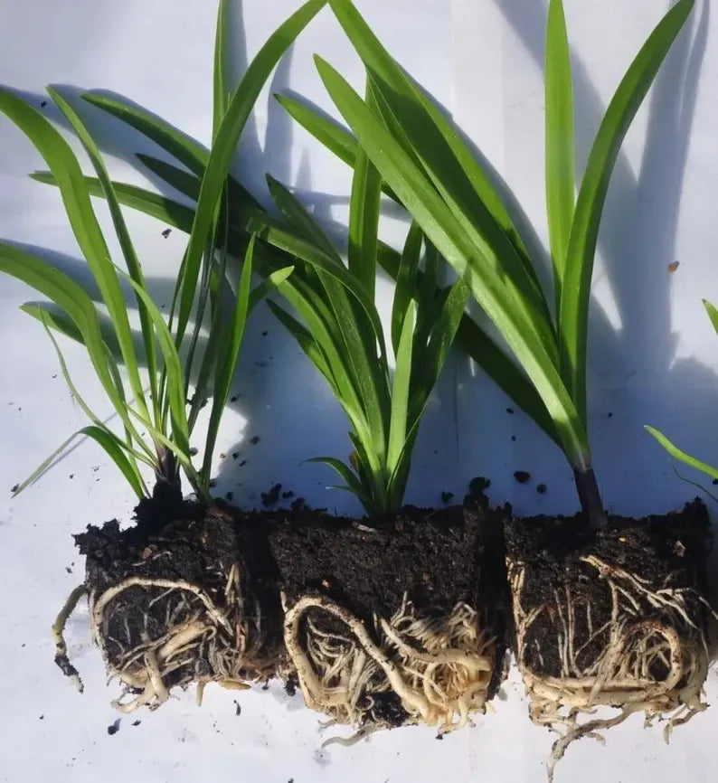 Live Blue Agapanthus Plant African Lily Hardy Perennial Flower Plant Lily of the Nile Seedling 5-6"Tall