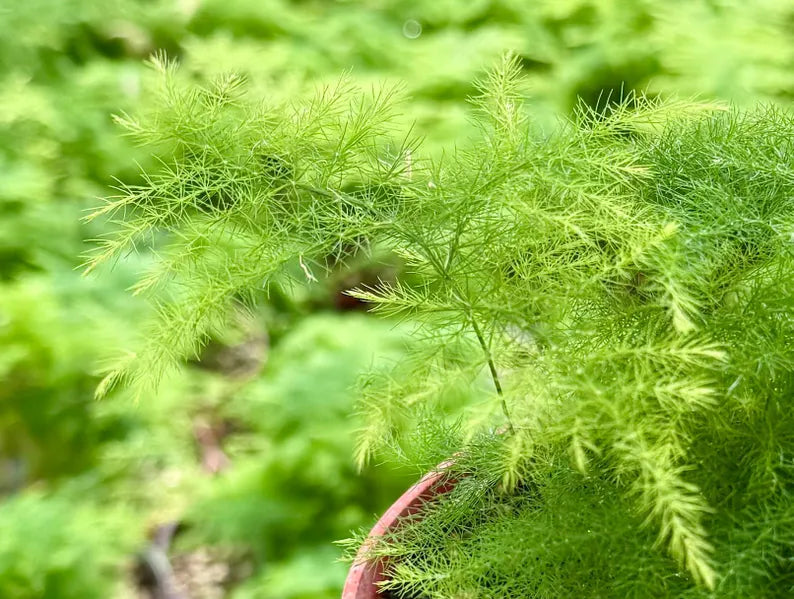 Asparagus Fern | Rare Houseplant in