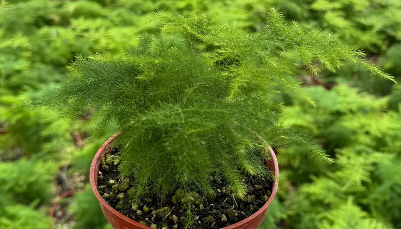 Asparagus Fern | Rare Houseplant in