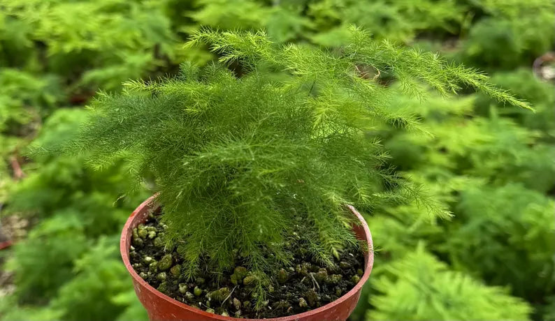 Asparagus Fern | Rare Houseplant in