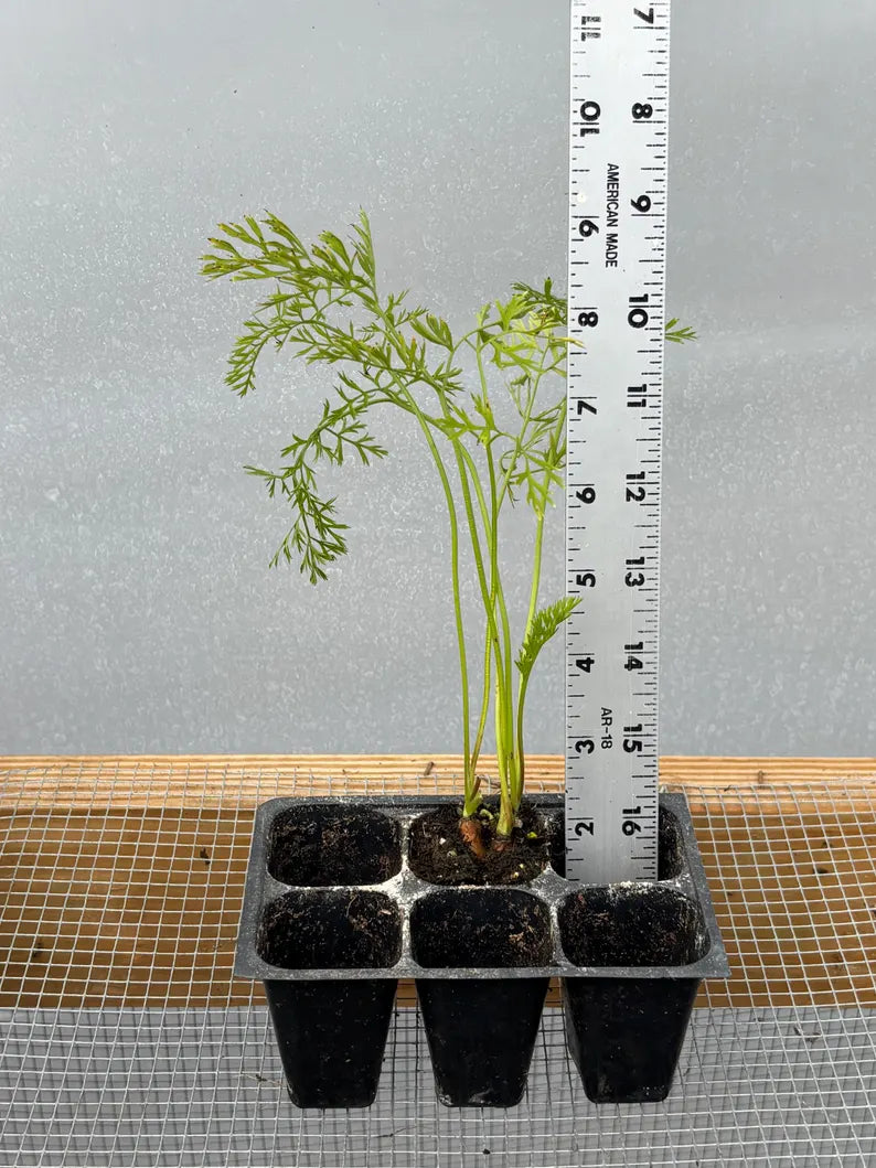 Carrot Live Plant - Seedlings