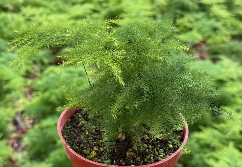 Asparagus Fern | Rare Houseplant in
