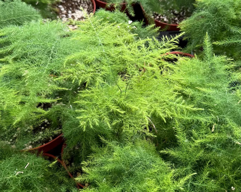 Asparagus Fern | Rare Houseplant in