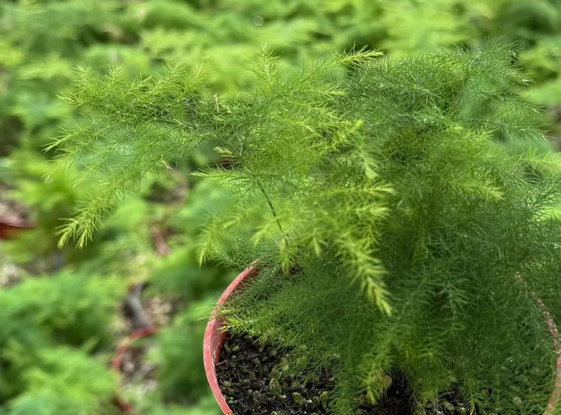 Asparagus Fern | Rare Houseplant in