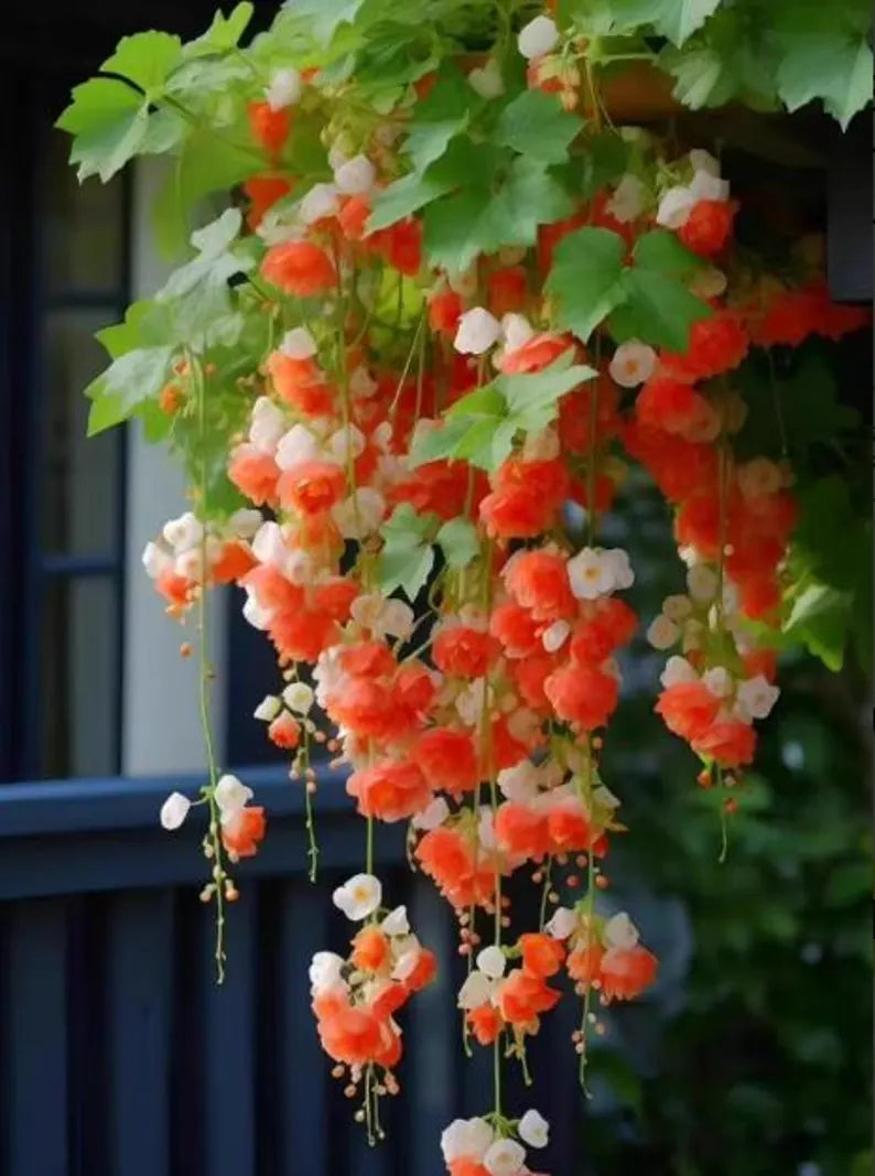 Flowering Crabapple Seeds | Malus halliana Koehne