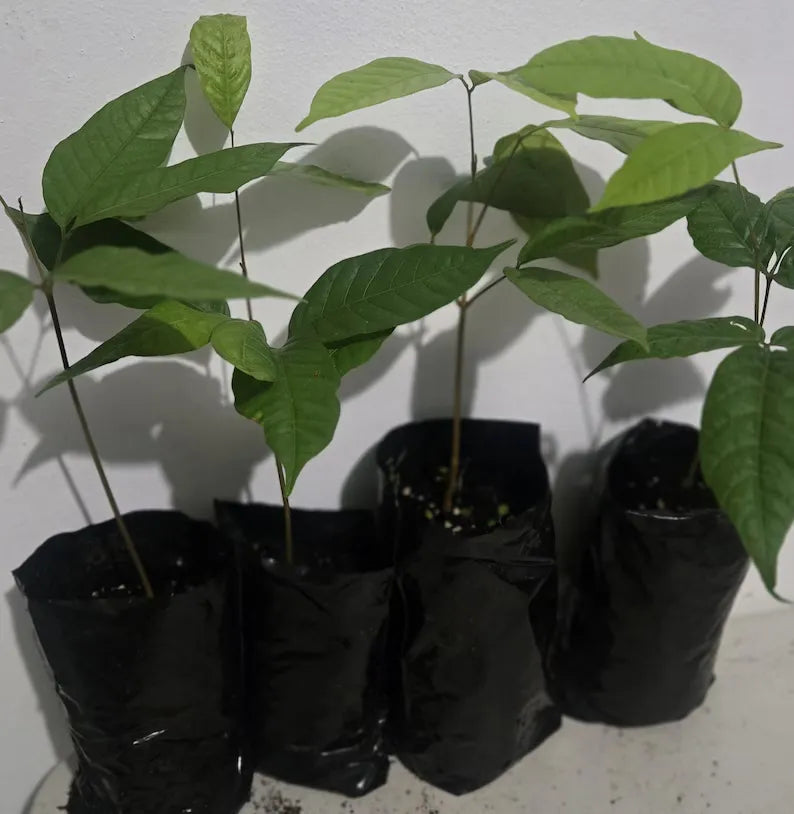 Live Rambutan Tree, Exotic Tropical Fruit Seedling, Organic Mamoncillo Chino