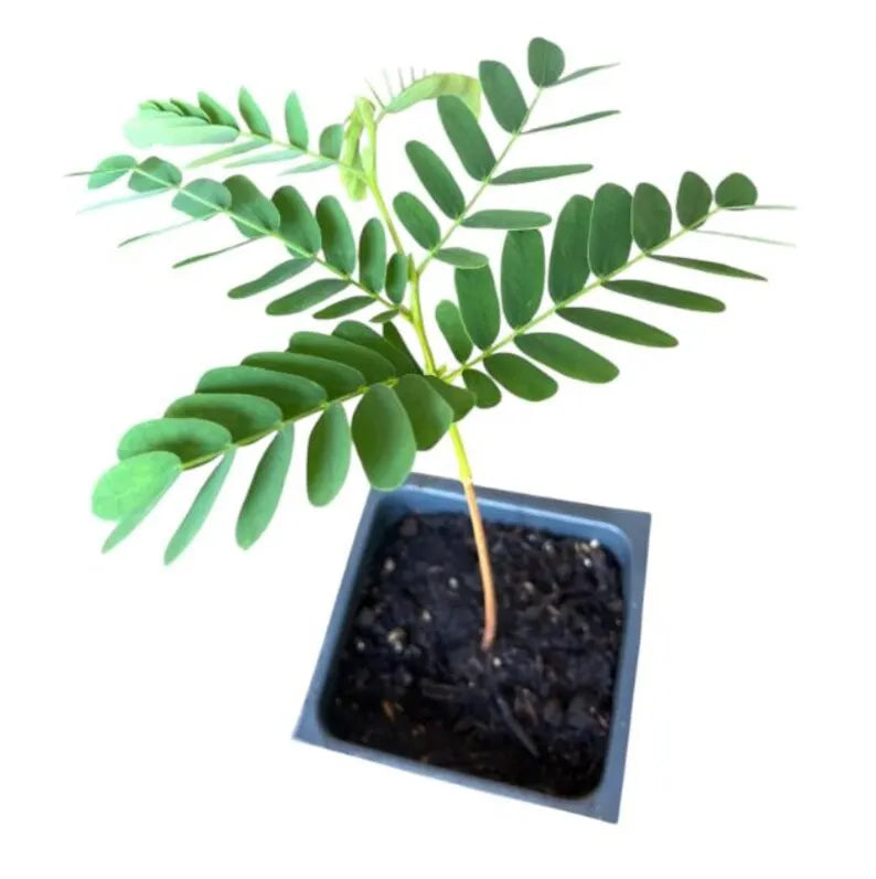 Tamarind Live Starter Plant for Planting, Tamarind Fruit Tree, Tamarind Tree Plant Seedling