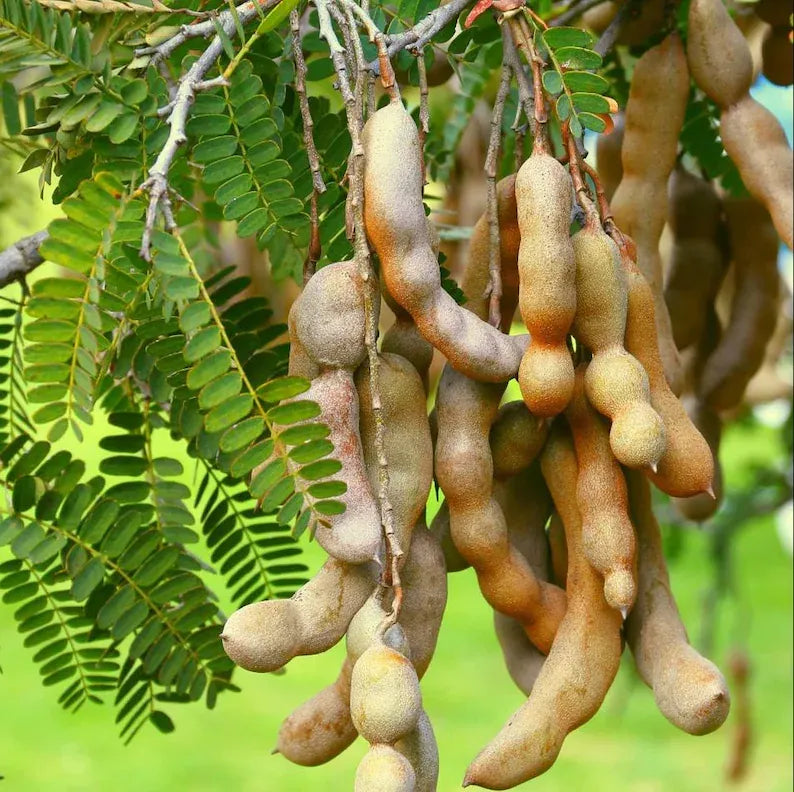 Tamarind Live Starter Plant for Planting, Tamarind Fruit Tree, Tamarind Tree Plant Seedling