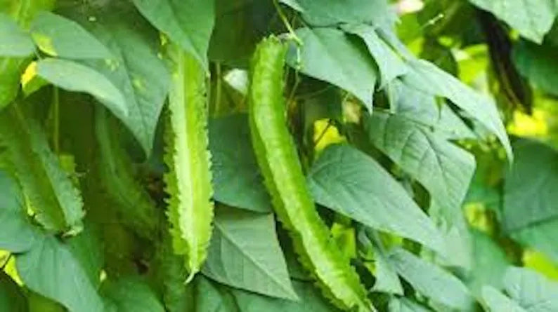 Winged Bean Seeds