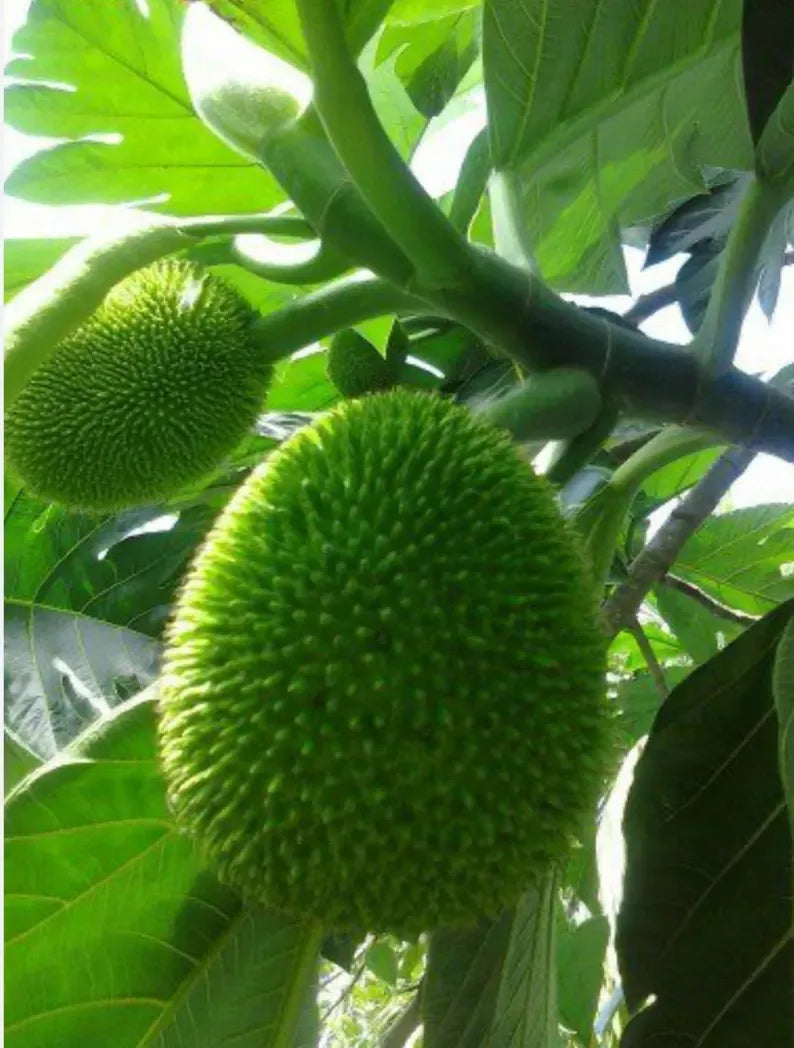 Breadfruit Tree (Artocarpus camansi) – Live Tropical Fruit Tree – USDA Certified