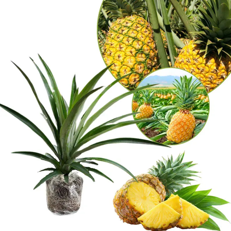 Gold Pineapple Plant Live, No Pot, Sweet Pineapple Fruit Seedling