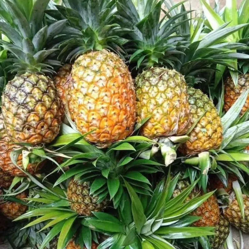 Gold Pineapple Plant Live, No Pot, Sweet Pineapple Fruit Seedling