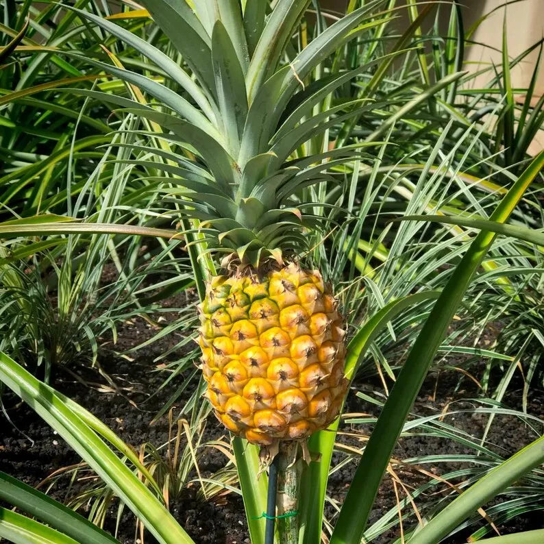 Gold Pineapple Plant Live, No Pot, Sweet Pineapple Fruit Seedling