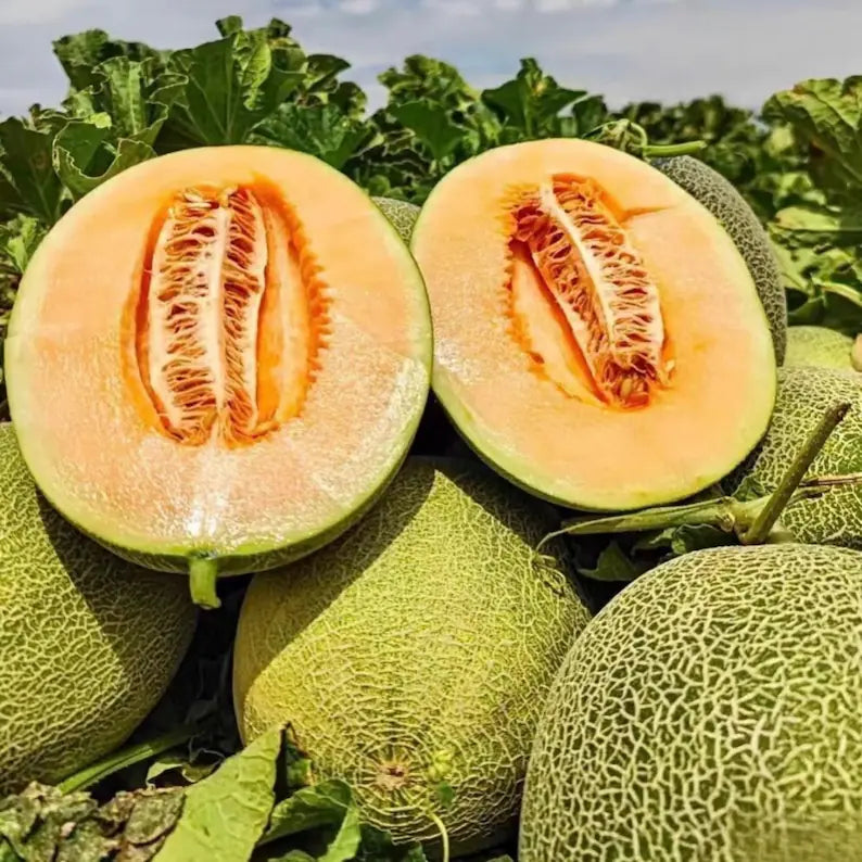 Hami Melon Seeds Summer Fruit Seeds