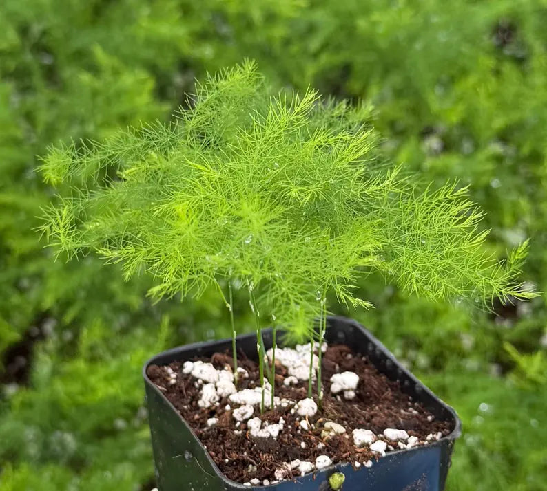 Asparagus Fern | Rare Houseplant in