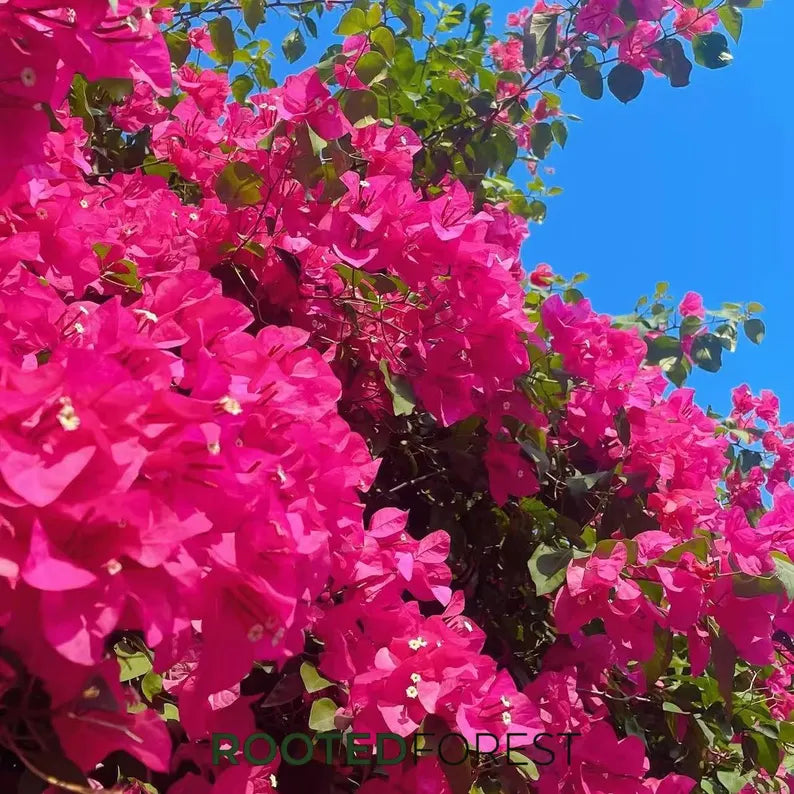 Bougainvillea Seedlings — Vibrant Tropical Climbing Vines, Colorful Flowering Shrubs, Garden Decor