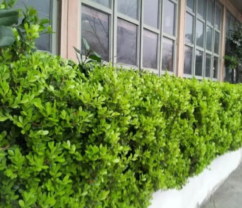 Japanese Boxwood Cuttings Unrooted - Evergreen Hedge Plant for Borders, Topiary & Landscaping