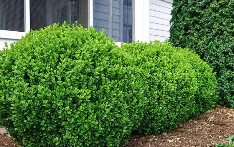 Japanese Boxwood Cuttings Unrooted - Evergreen Hedge Plant for Borders, Topiary & Landscaping