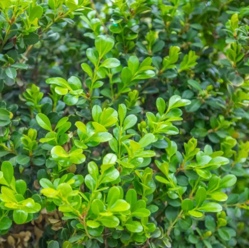 Japanese Boxwood Cuttings Unrooted - Evergreen Hedge Plant for Borders, Topiary & Landscaping