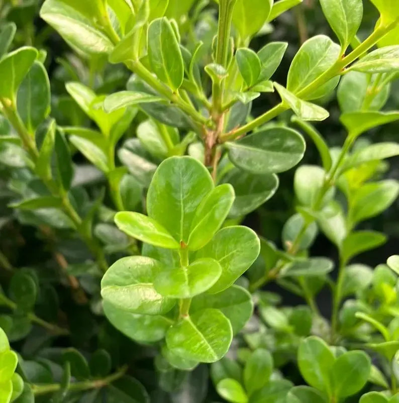 Japanese Boxwood Cuttings Unrooted - Evergreen Hedge Plant for Borders, Topiary & Landscaping