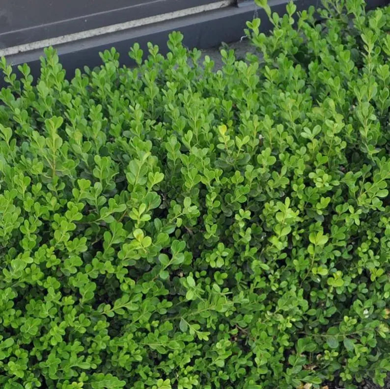 Japanese Boxwood Cuttings Unrooted - Evergreen Hedge Plant for Borders, Topiary & Landscaping