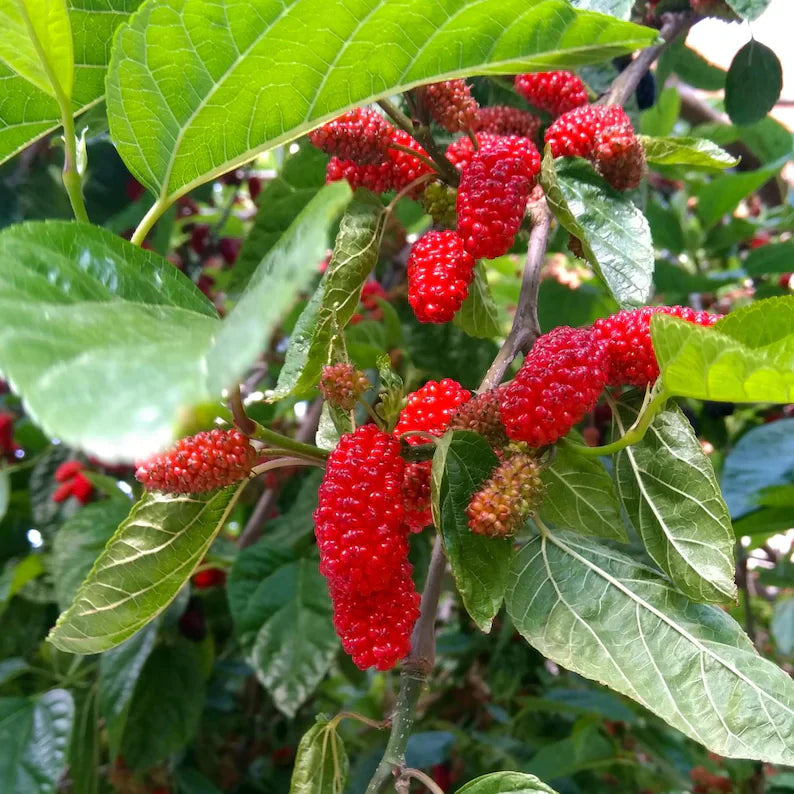 Red Mulberry Plant, Tall - Live Fruit Tree Starter
