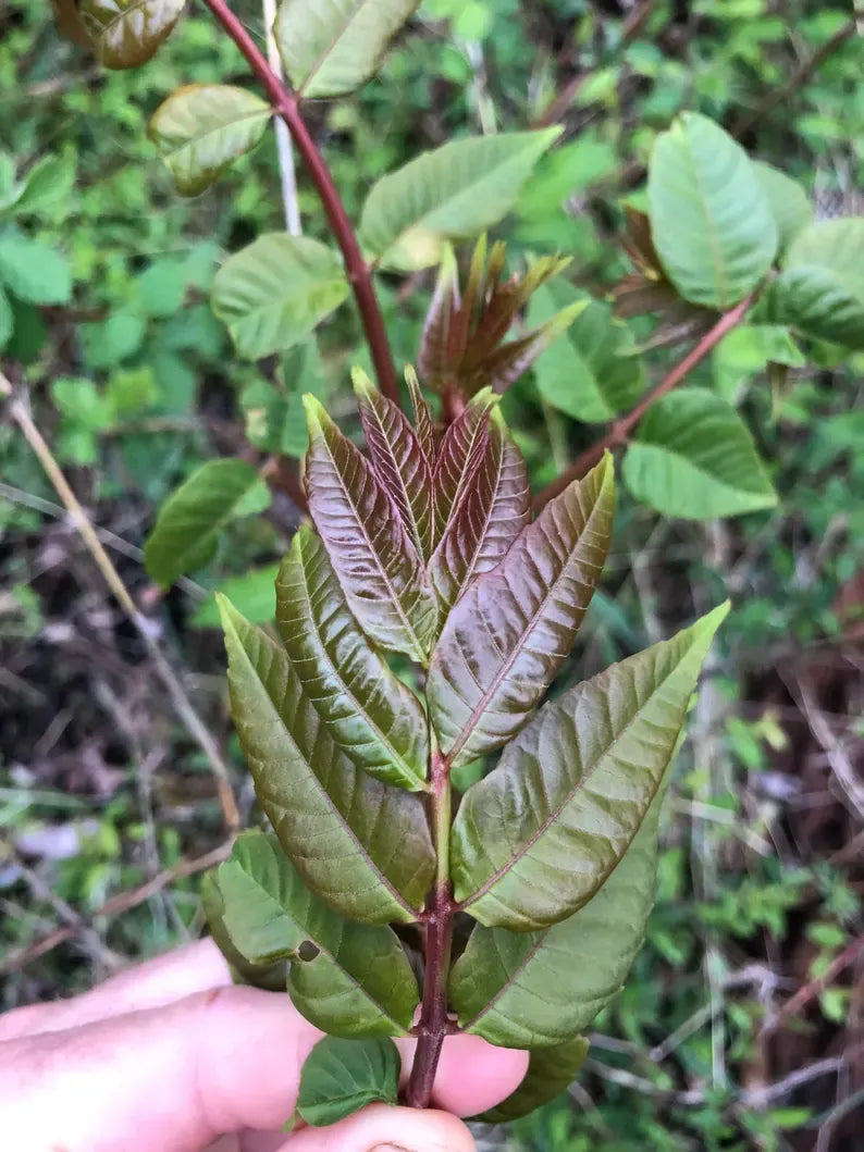 Toona sinensis 1-2 Feet Tall Potted Plant | edible leaf, perennial vegetable