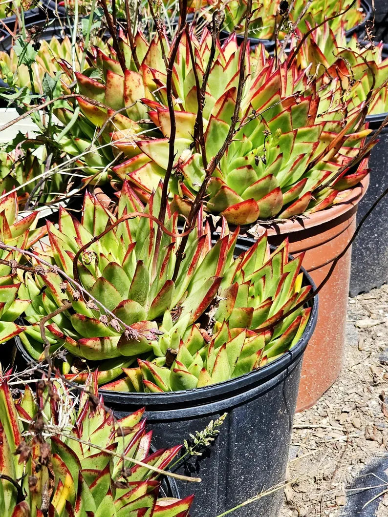 Echeveria 'Lipstick' Succulent: Rare Agavoides Form, Red Edged