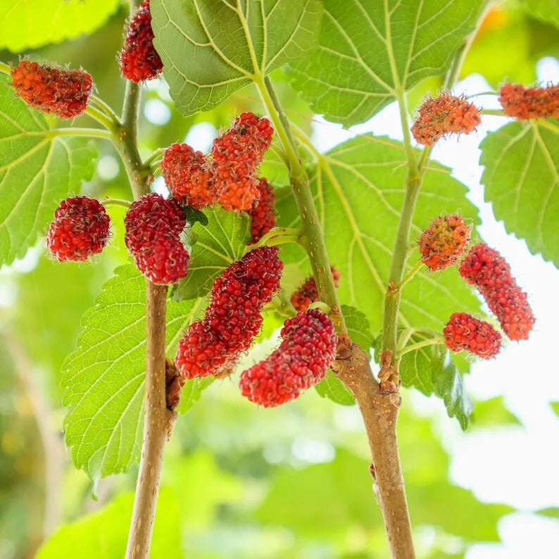 Red Mulberry Plant, Tall - Live Fruit Tree Starter