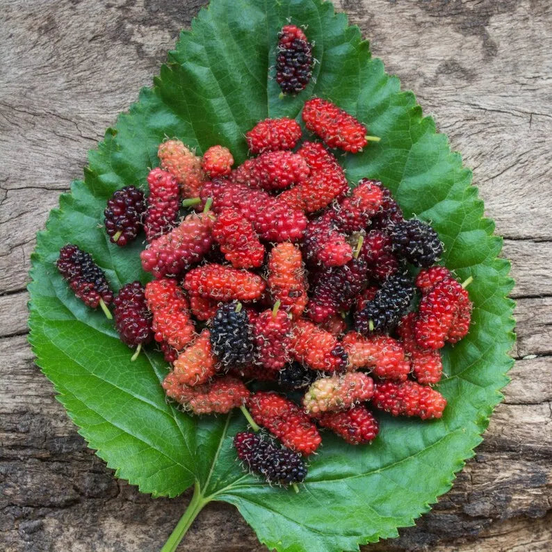 Red Mulberry Plant, Tall - Live Fruit Tree Starter