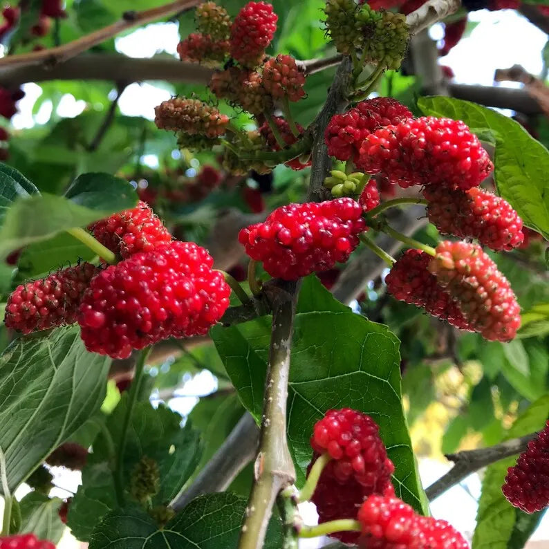 Red Mulberry Plant, Tall - Live Fruit Tree Starter