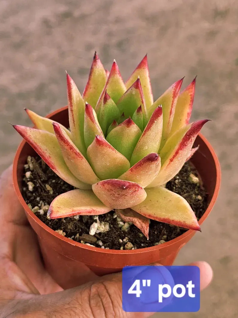 Echeveria 'Lipstick' Succulent: Rare Agavoides Form, Red Edged