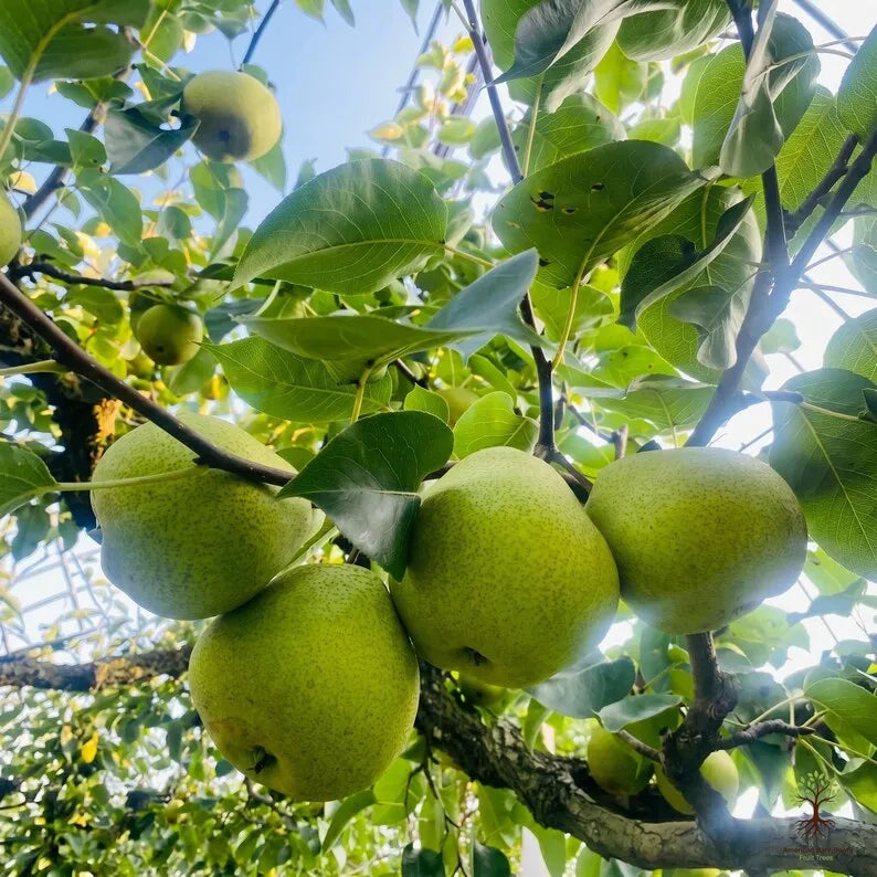 1-2 Year Old Bare Root Pear Tree | Healthy Fruit Tree Sapling | Sweet Green Pear for Home Orchard