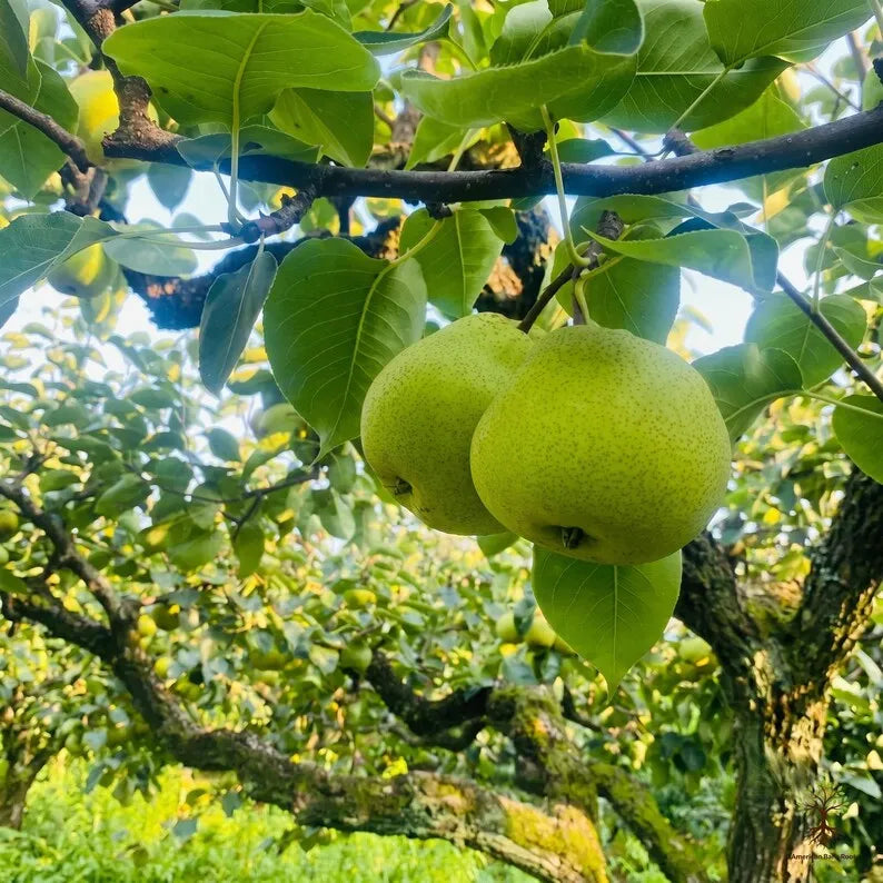 1-2 Year Old Bare Root Pear Tree | Healthy Fruit Tree Sapling | Sweet Green Pear for Home Orchard