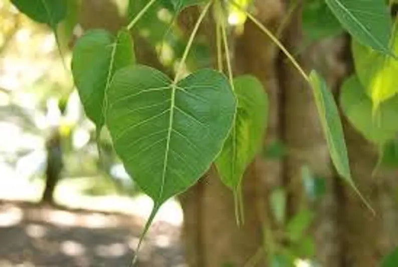 6“ Sacred Bodhi Tree Ficus Religiosa