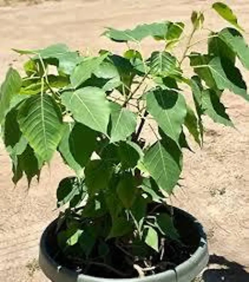 6“ Sacred Bodhi Tree Ficus Religiosa