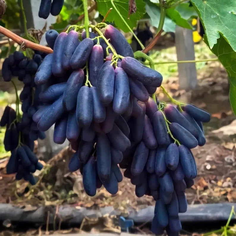 Sweet Sapphire Seedless Grape Sapling Live Moon Drops Black Grape Plant