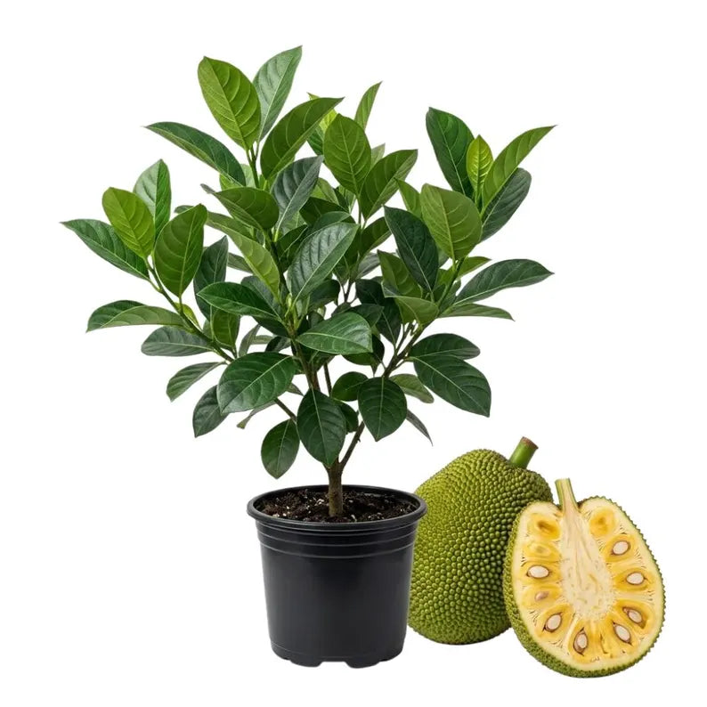 Jackfruit Seedling Live Plant, Tropical Jackfruit Tree,Sweet Yellow Fruit for Planting