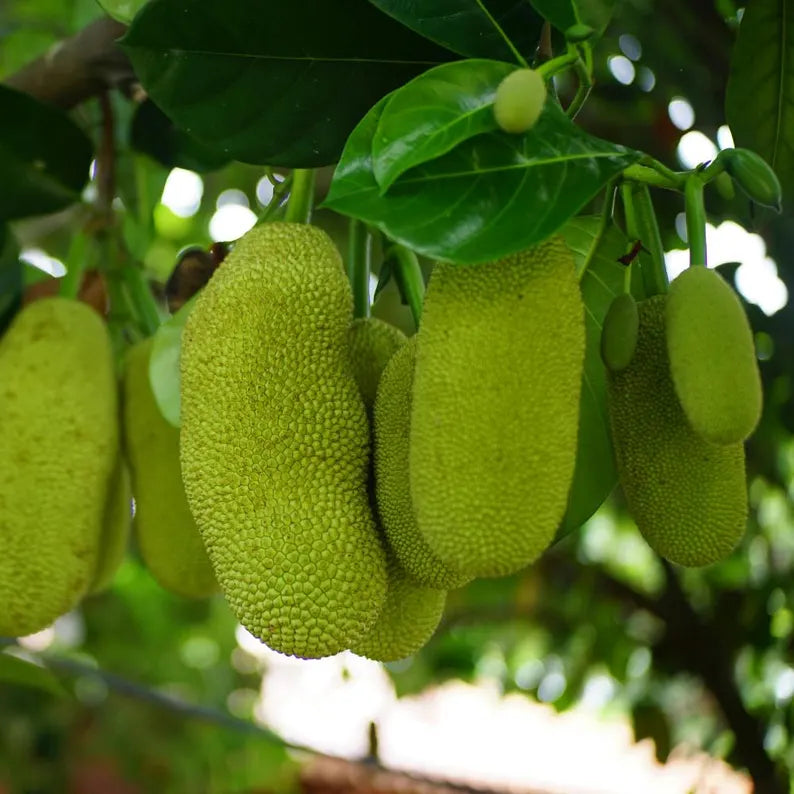 Jackfruit Seedling Live Plant, Tropical Jackfruit Tree,Sweet Yellow Fruit for Planting