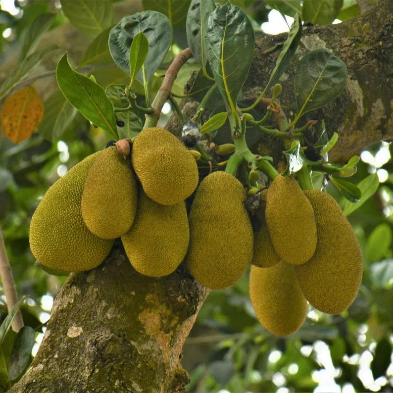 Jackfruit Seedling Live Plant, Tropical Jackfruit Tree,Sweet Yellow Fruit for Planting