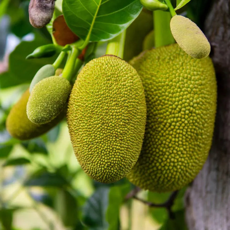 Jackfruit Seedling Live Plant, Tropical Jackfruit Tree,Sweet Yellow Fruit for Planting